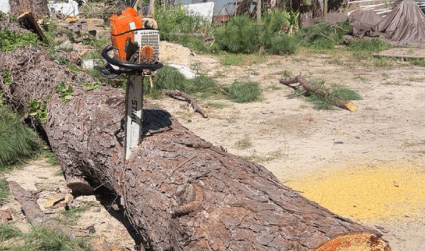 Tree Removal